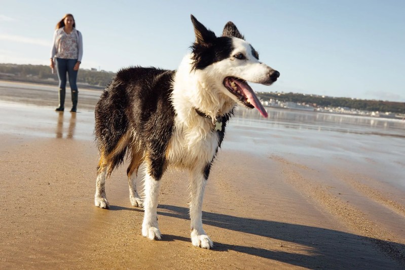 Best Dog Friendly Beaches Anglesey