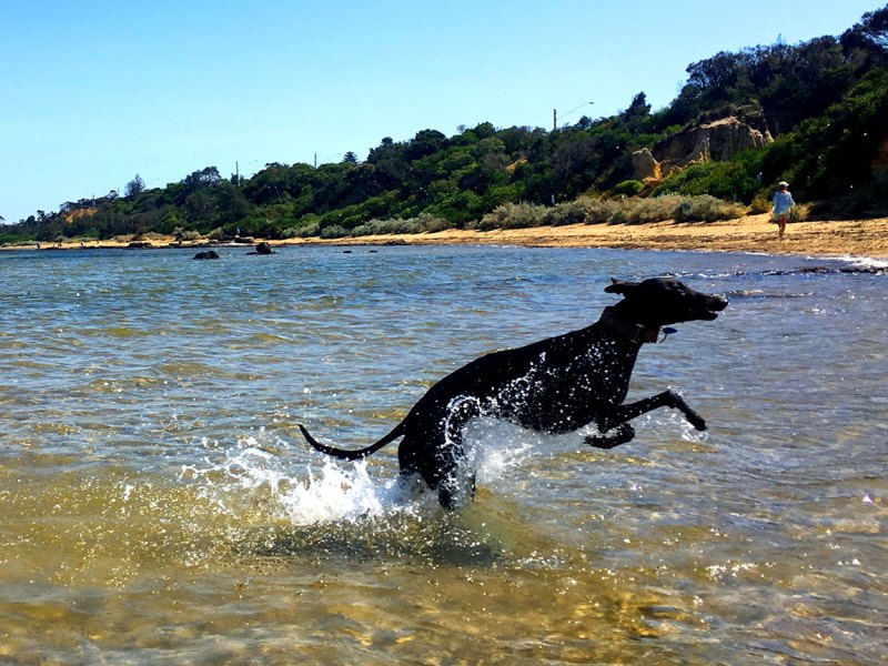 Best Dog Friendly Beaches Victoria