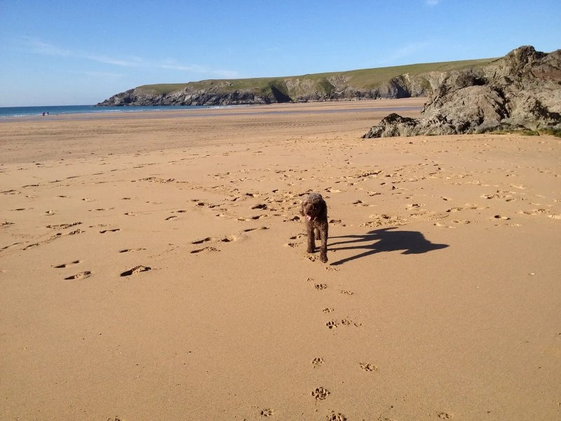 Best Dog Friendly Beaches Yorkshire