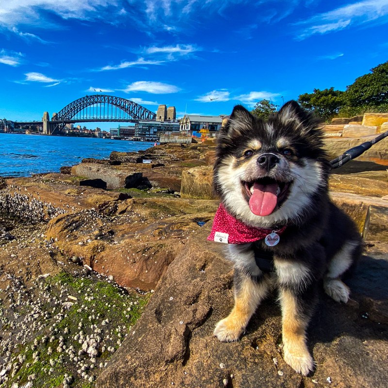 Best Dog Friendly Cafes Sydney