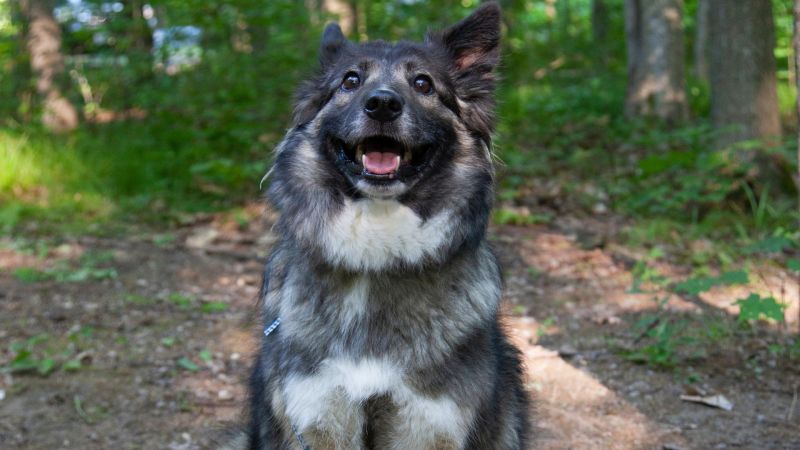 Best Dog-friendly Camping Ontario