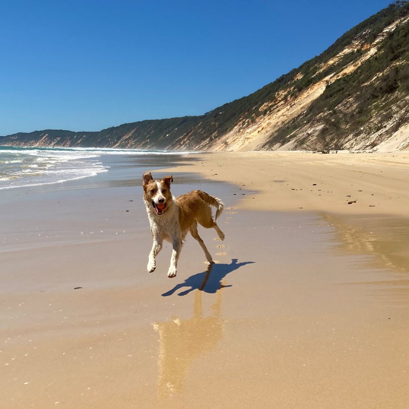 Best Dog Friendly Camping Qld