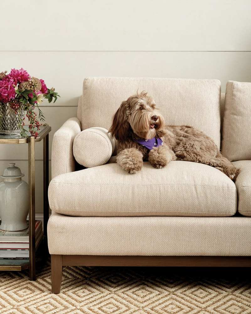 Best Dog Friendly Couches