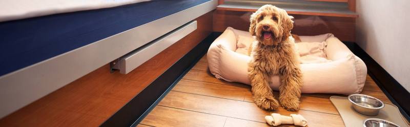 Best Dog Friendly Flooring