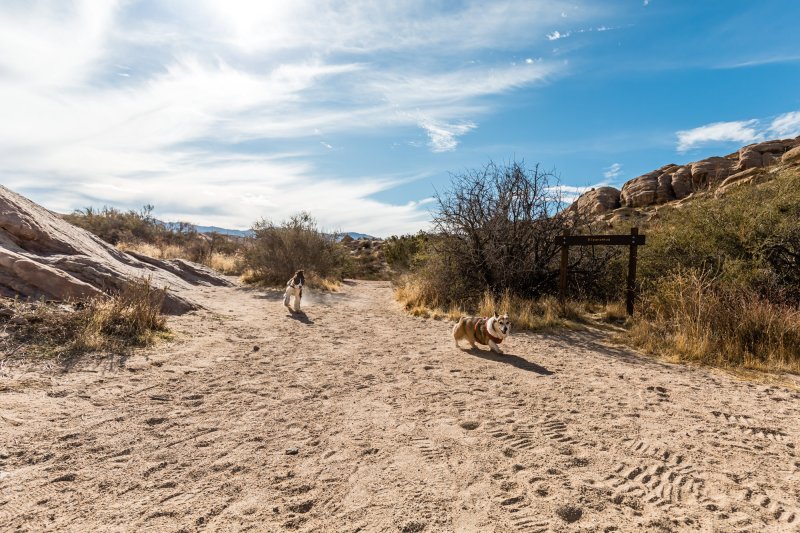 Best Dog Friendly Hikes Los Angeles