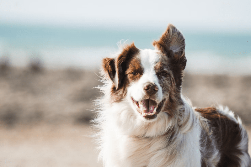 Best Dog Friendly Holidays Wales