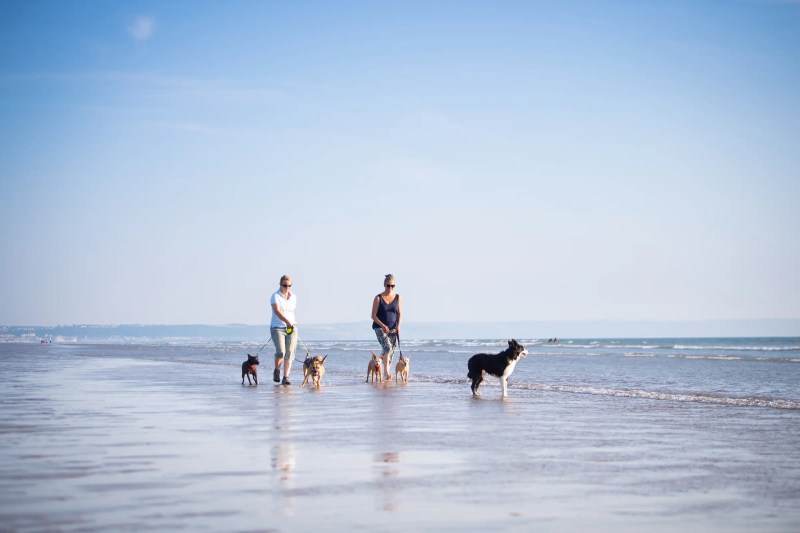 Best Dog Friendly Hotels Devon