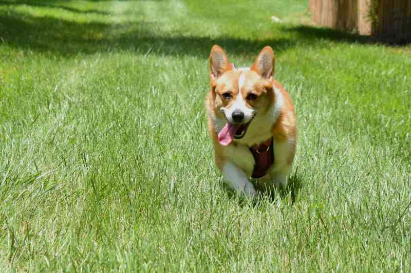 Best Dog Friendly Lawn Fertilizer