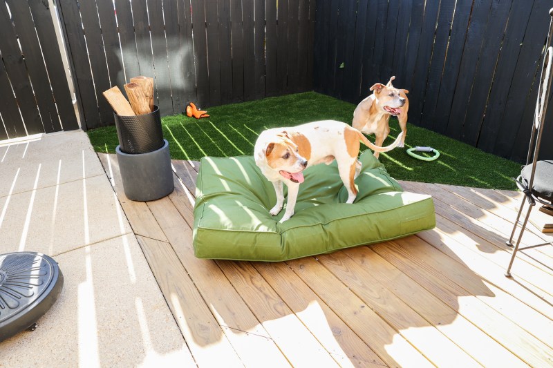 Best Dog Friendly Patios