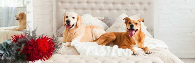 Best Dog Friendly Resorts Minnesota