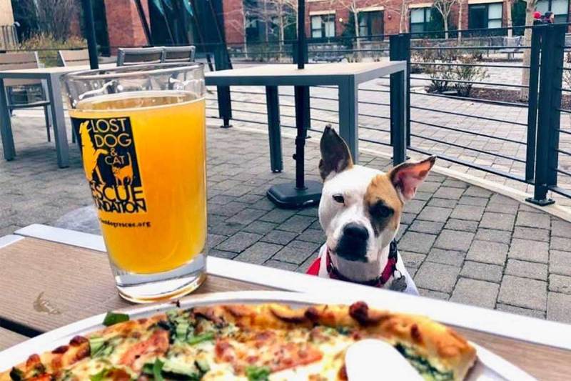 Best Dog Friendly Restaurants Dc