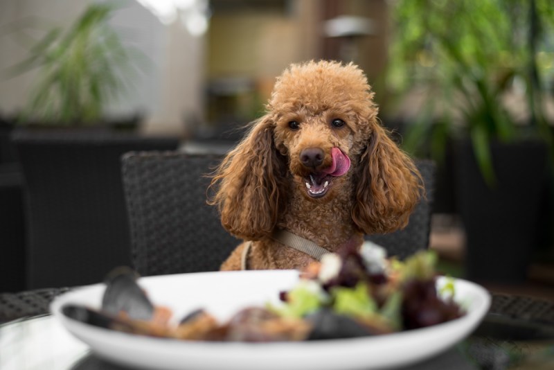 Best Dog Friendly Restaurants