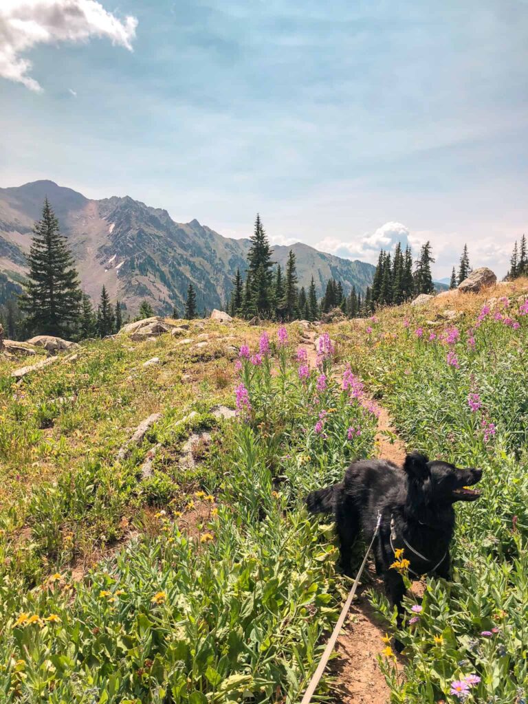 Best Dog Vacations In Colorado