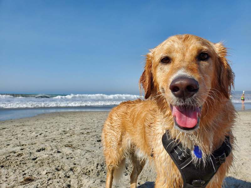 Best Dog Vacations On East Coast