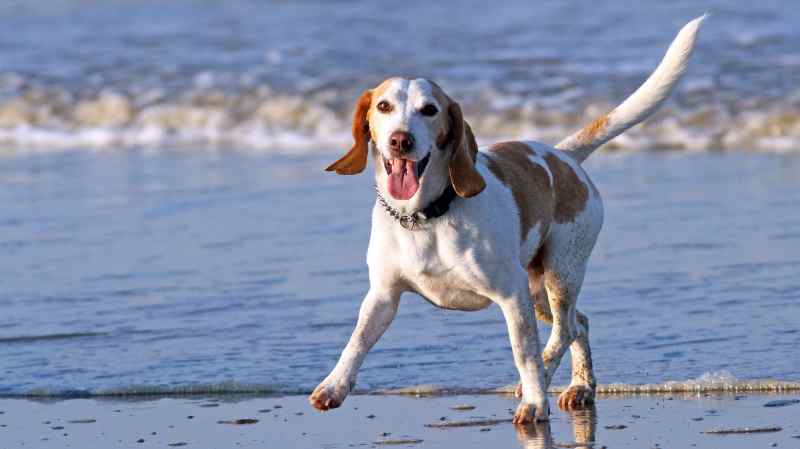 Best Pet Friendly Beach Resorts In Florida