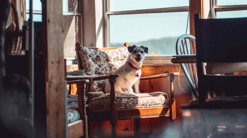 Best Vacations With Dogs East Coast