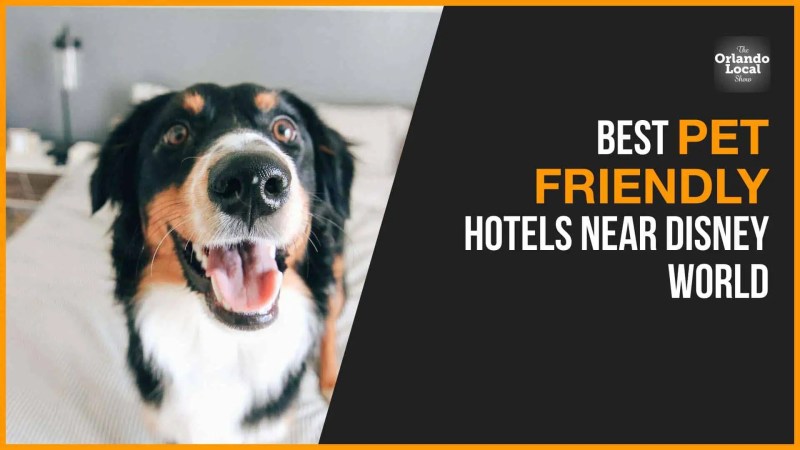 Best Vacations With Dogs Near Me