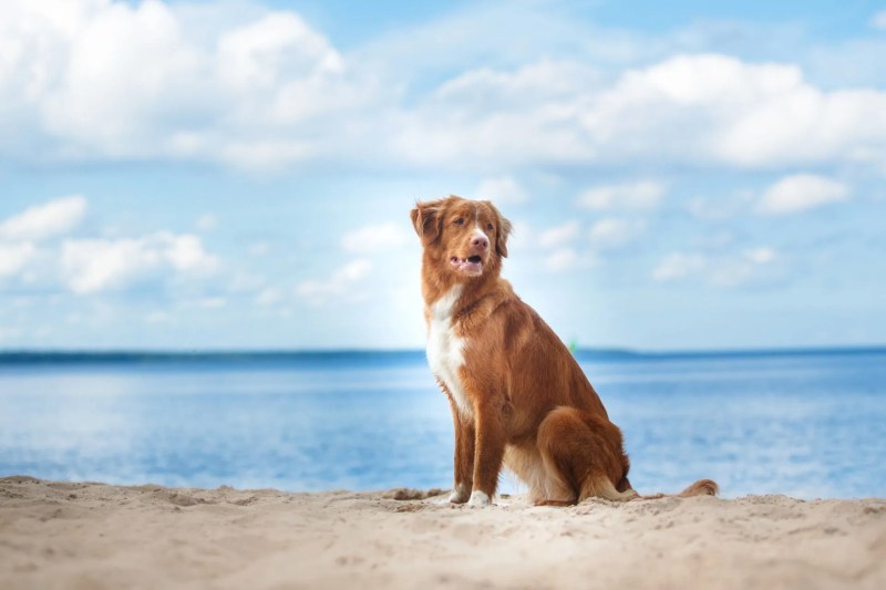 Dog Friendly Beaches East England