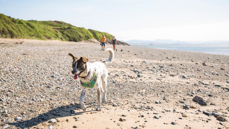 Dog Friendly Holidays Gower Peninsula