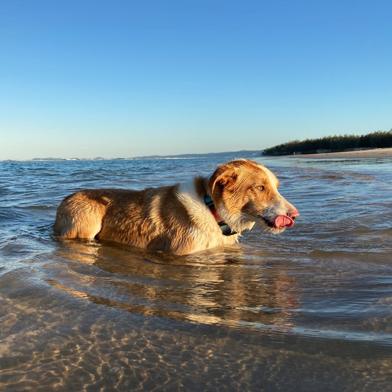 Dog Friendly Lakes Near Me To Swim