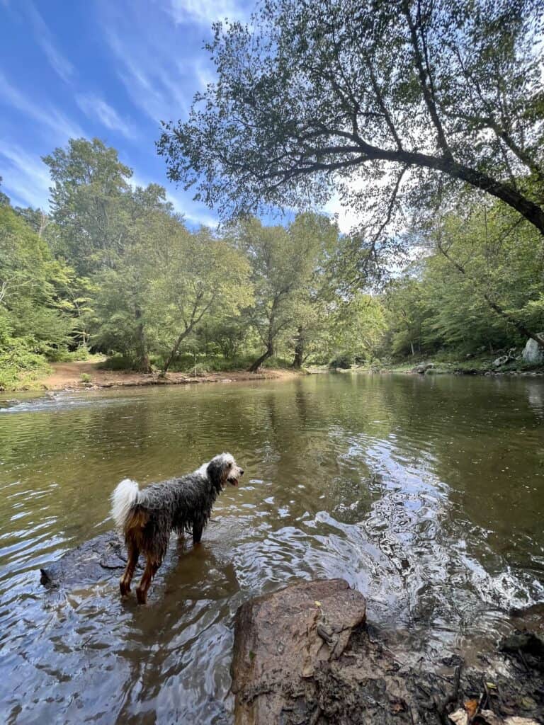 Dog Friendly Lodging Acadia National Park