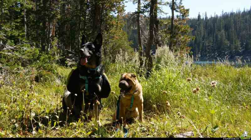 Dog Friendly Lodging Near Jackson Hole Wy