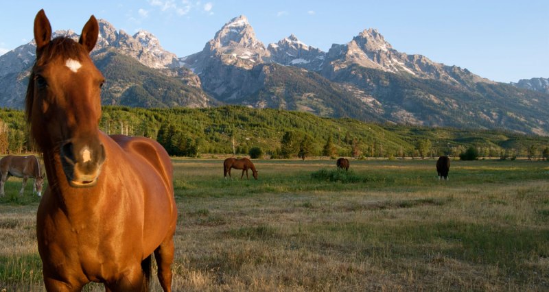 Dog Friendly Lodging Near Jackson Wy