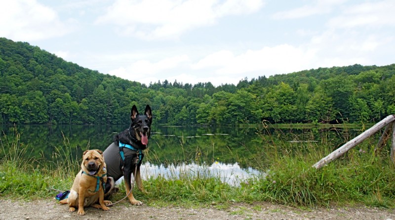 Dog Friendly Lodging Queensbury Ny