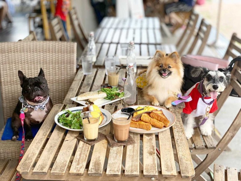 Dog Friendly Near Me Cafe