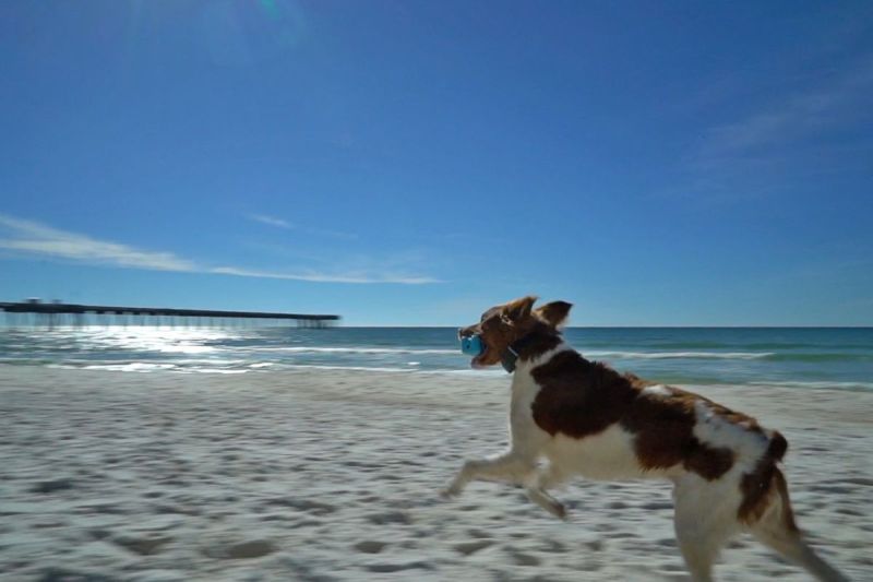 Dog Friendly Resorts Hilton Head