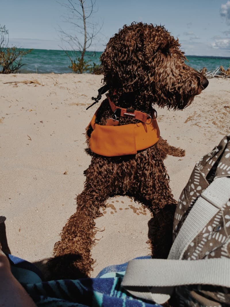 Dog Friendly Vacation Spots In Michigan