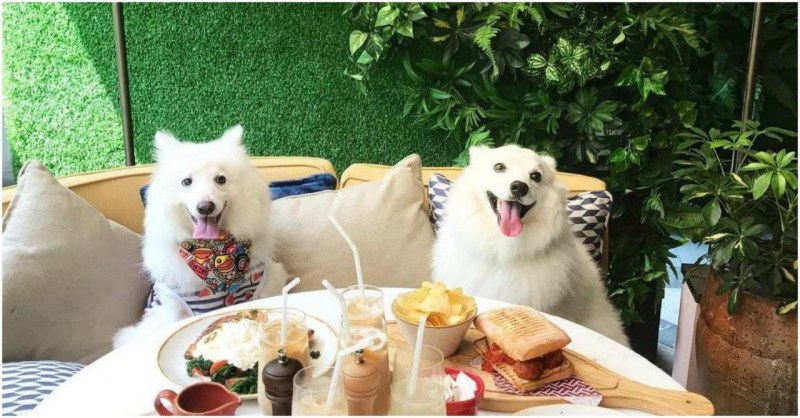 Good Dog Friendly Restaurants Near Me