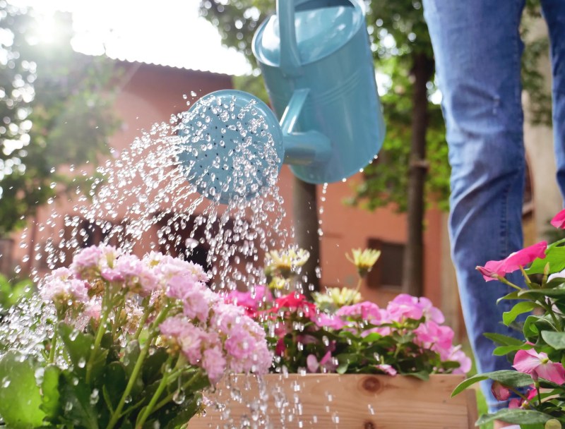 How To Water Plants When You Go On Vacation