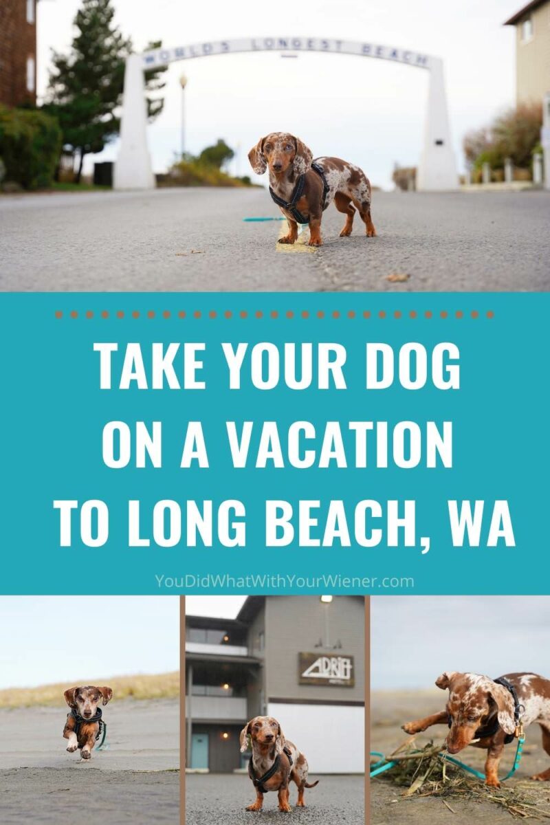 Vacation With Your Dog East Coast