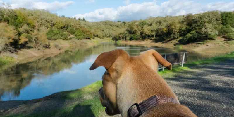 Vacation With Your Dog In California