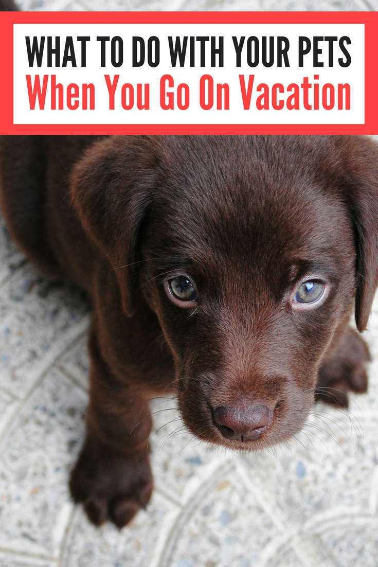 Where Can You Take Your Dog On Vacation