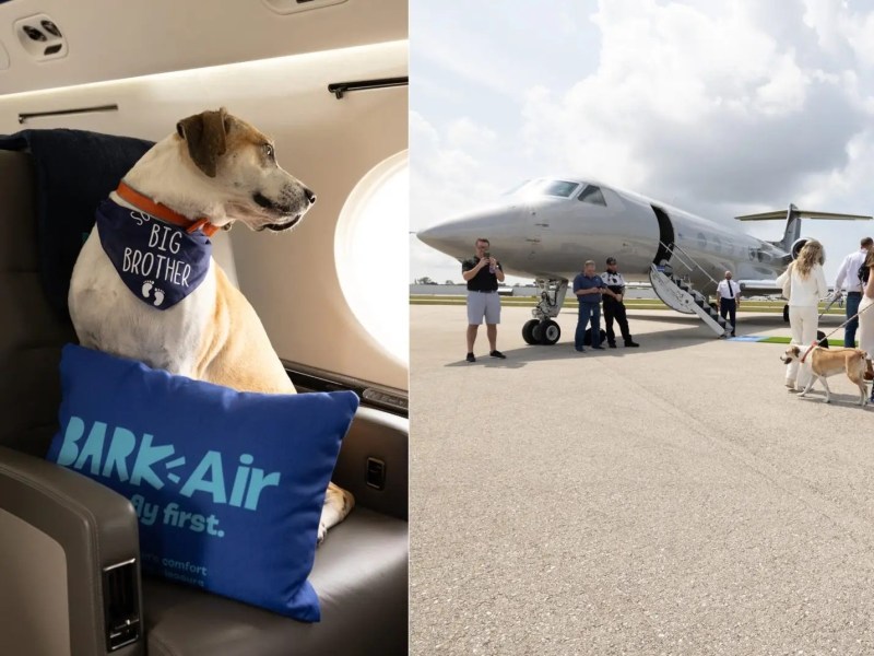 Best Dog Friendly Airlines