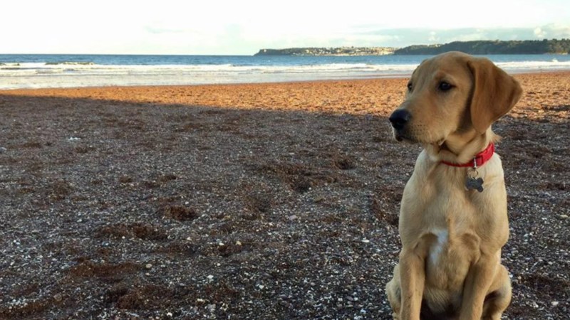 Best Dog Friendly Beaches Devon