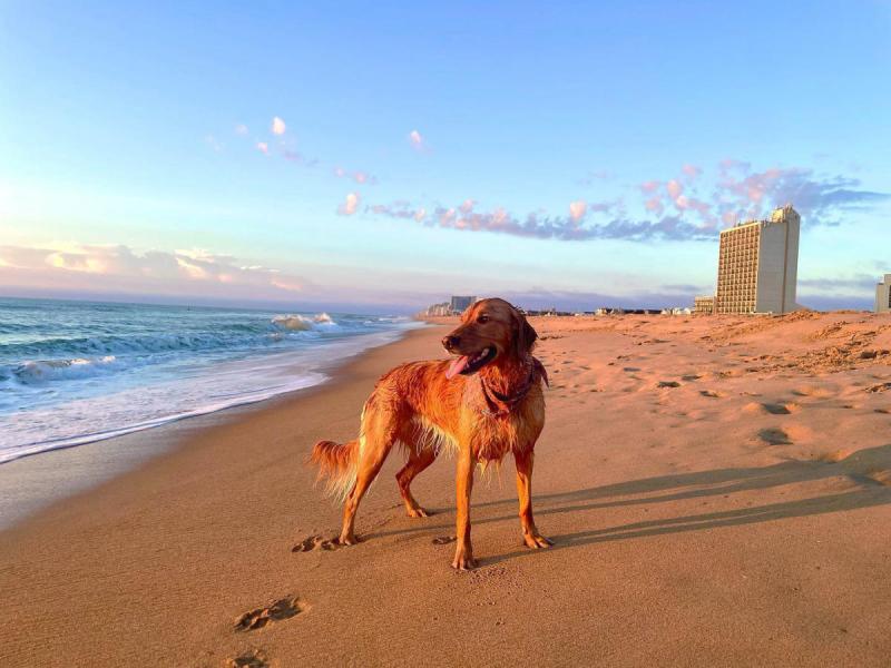 Best Dog Friendly Beaches East Coast