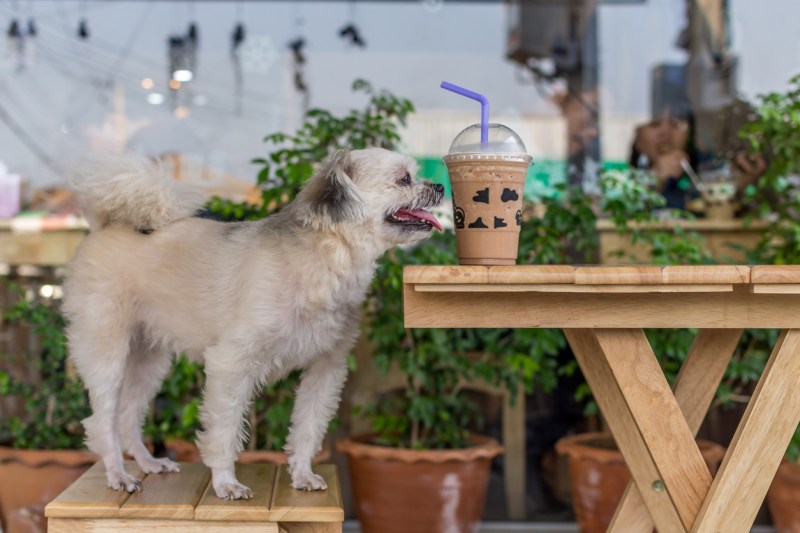 Best Dog Friendly Cafes Brisbane