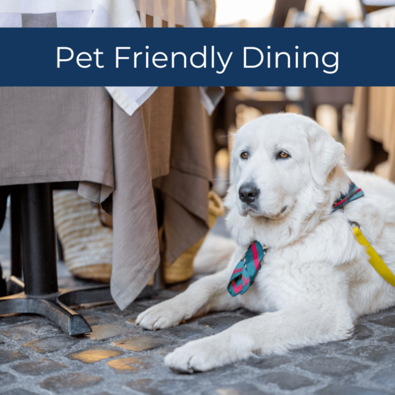 Best Dog Friendly Florida Beaches