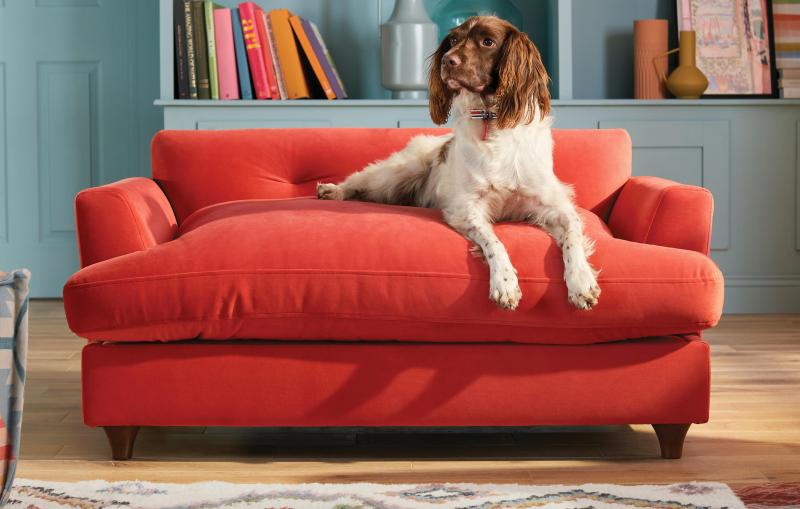 Best Dog Friendly Furniture