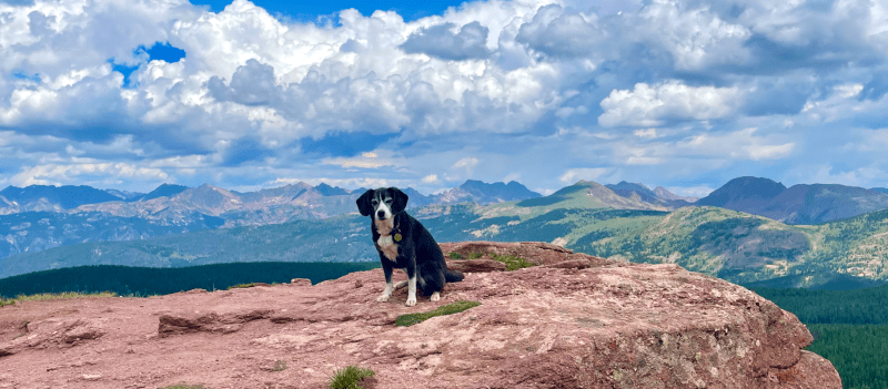 Best Dog Friendly Hikes Near Me