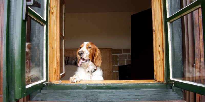 Best Dog Friendly Holidays In The Uk