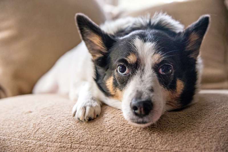 Best Dog Friendly Leather Couches