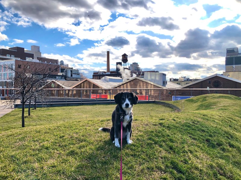 Best Dog Friendly Lunch Spots