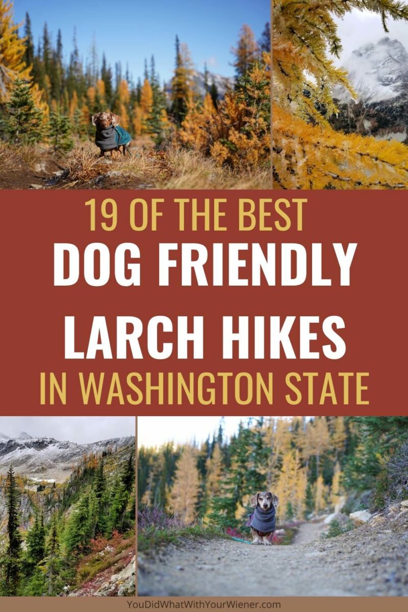 Best Dog Friendly Nature Trails Near Me