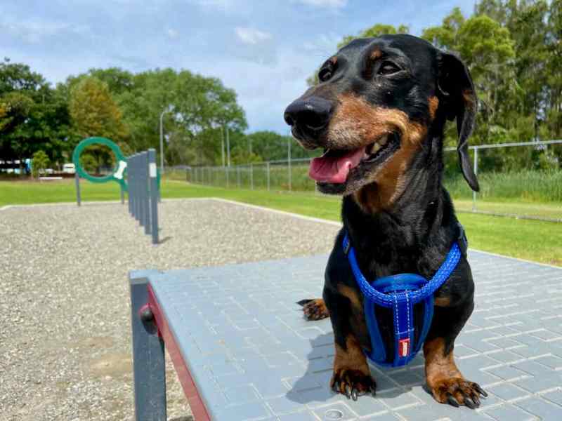 Best Dog Friendly Parks Near Me