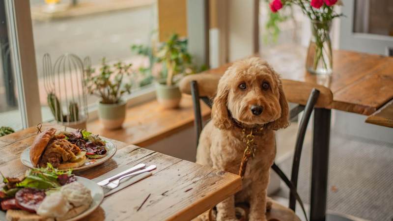 Best Dog Friendly Places Near Me