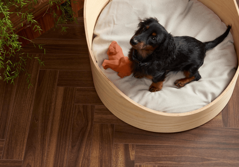 Best Dog Friendly Plants